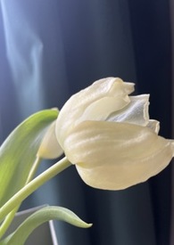 ������̰��������