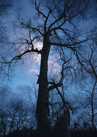 ��ħ�ּ�2������ʬ